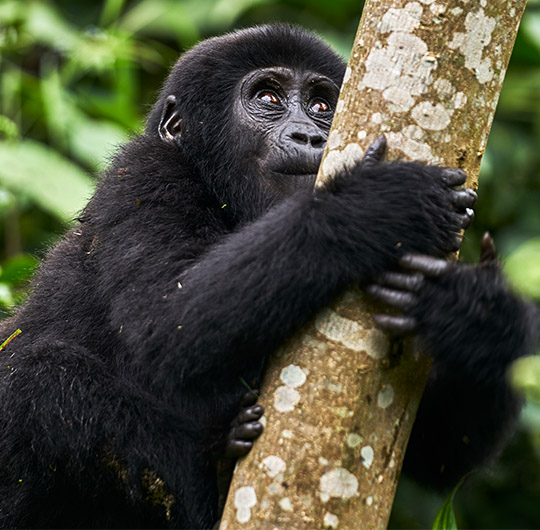 Uganda gorilla trekking safaris