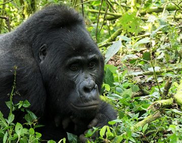 Uganda gorilla trekking, gorilla trekking safari