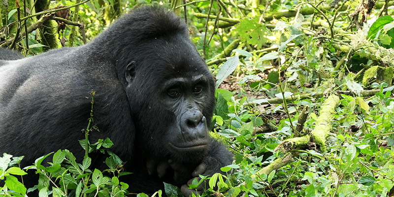 Uganda gorilla trekking, gorilla trekking safari 