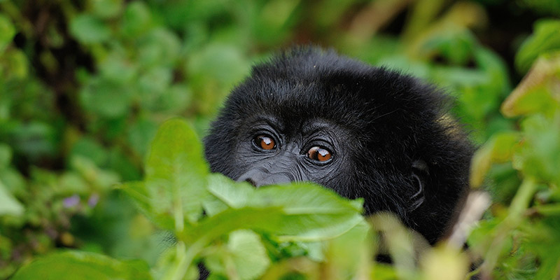 Gorilla Trekking Rwanda