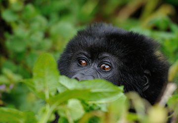 gorilla permits are scarce in Uganda