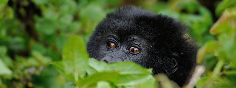 gorilla permits are scarce in Uganda