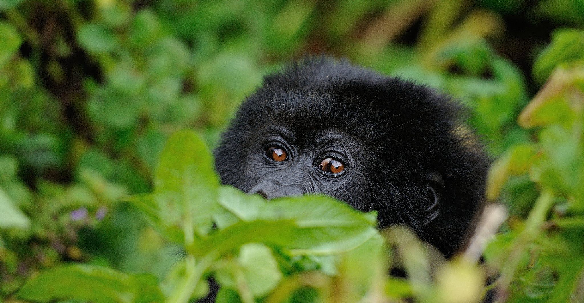 gorilla trekking rwanda