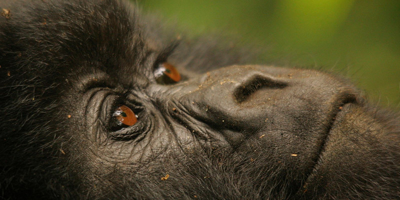 gorilla trekking rwanda