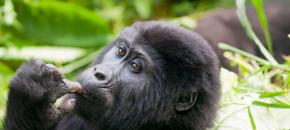 Uganda gorilla safari, Gorilla safaris in uganda, Rwanda gorilla safaris, Uganda gorilla tour, gorillas in Uganda adventure Safari