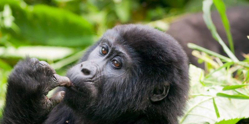 Uganda gorilla safari, Gorilla safaris in uganda, Rwanda gorilla safaris, Uganda gorilla tour, gorillas in Uganda adventure Safari