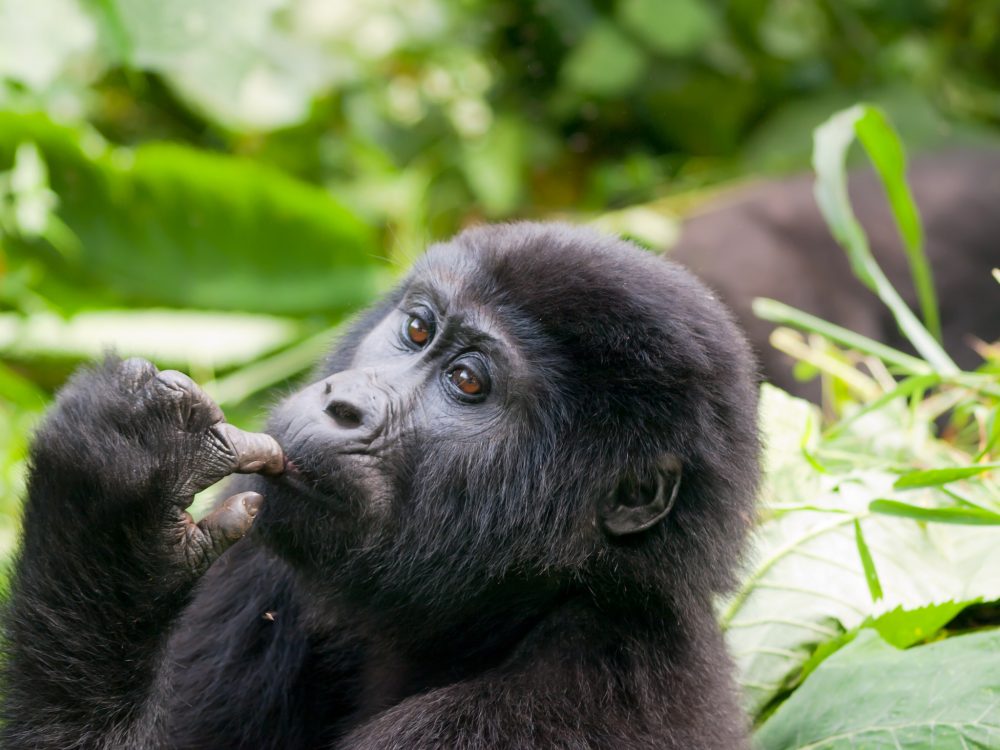 Uganda gorilla safari, Gorilla safaris in uganda, Rwanda gorilla safaris, Uganda gorilla tour, gorillas in Uganda adventure Safari