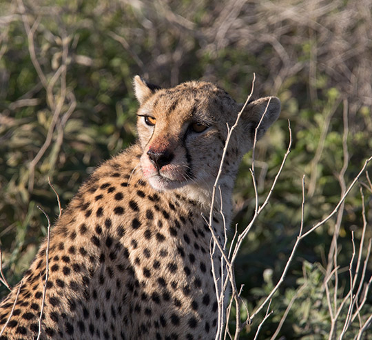 Kenya_Safaris
