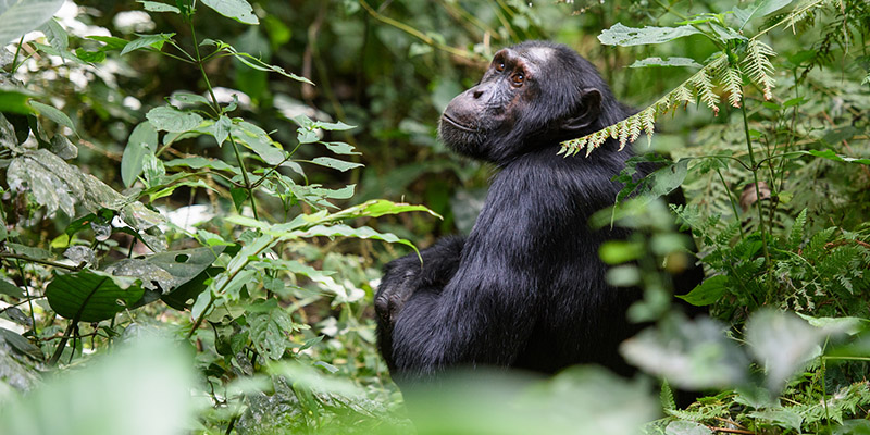 Kibale Forest National Park