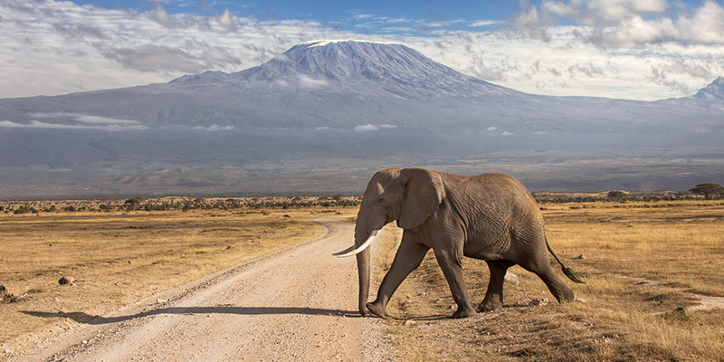 Kilimanjaro-safari