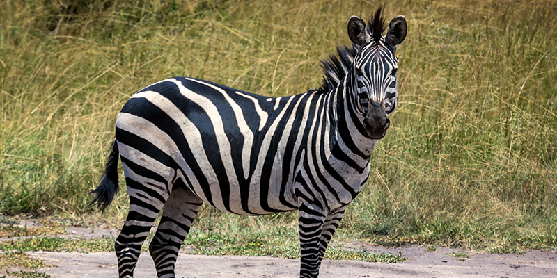 Lake mburo national park wildlife safari