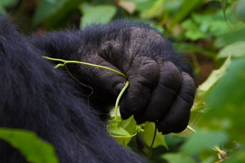 Uganda Safaris