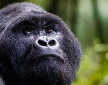 Mgahinga Gorilla national Park Uganda