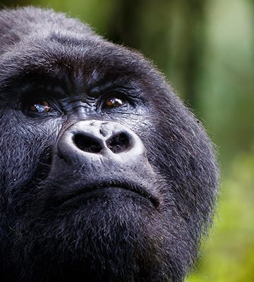 Mgahinga Gorilla national Park Uganda