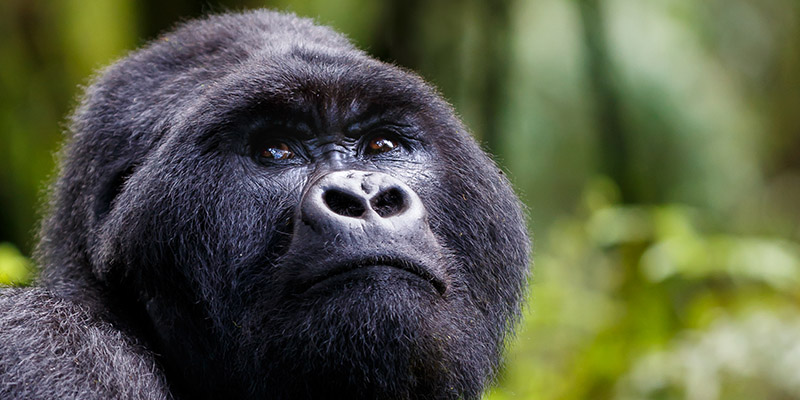 Mgahinga Gorilla national Park Uganda