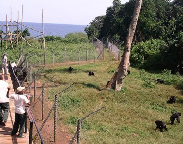 Ngamba Island chimpanzee sanctuary