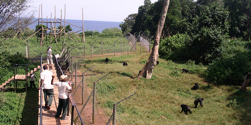 Ngamba Island chimpanzee sanctuary