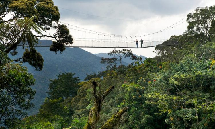 Nyungwe Forest National Park, Canopy walk in Rwanda