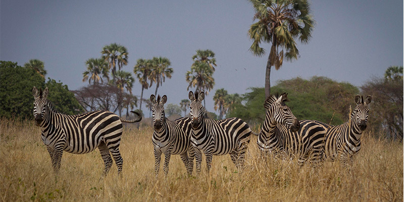 Ruaha National Park safari