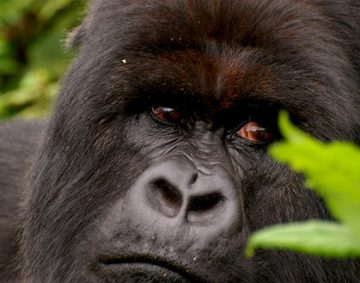 tourist destination - gorilla safaris