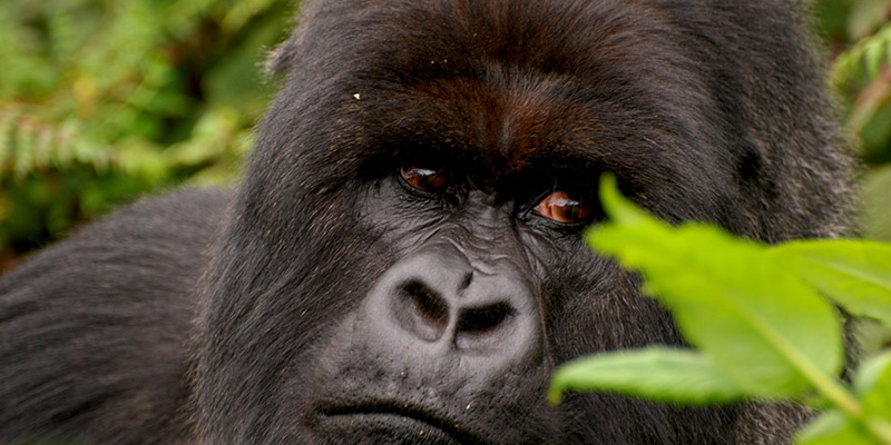 tourist destination - gorilla safaris