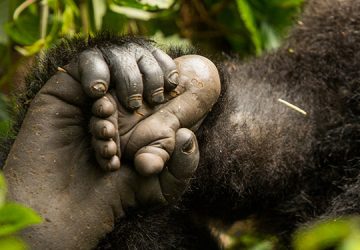 Gorilla Permits in Rwanda