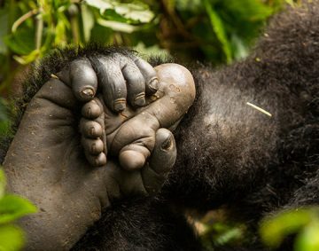 Uganda gorilla trekking