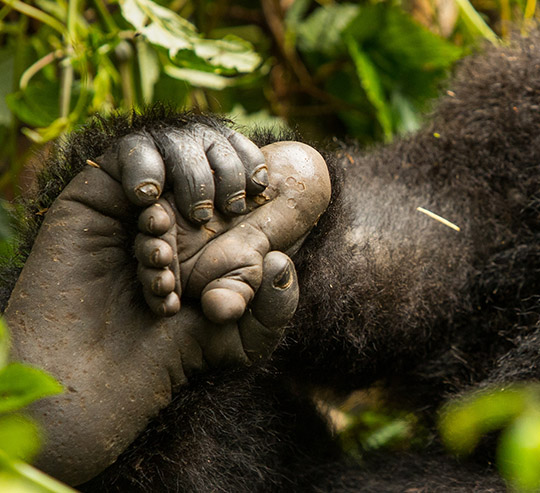 Uganda gorilla trekking