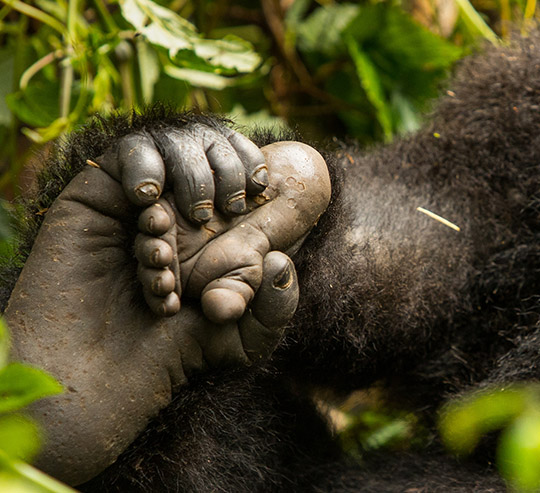 Gorilla Permits in Rwanda