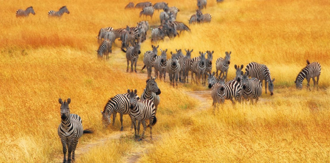 Tanzania Wildlife Safaris, Tanzania wildlife