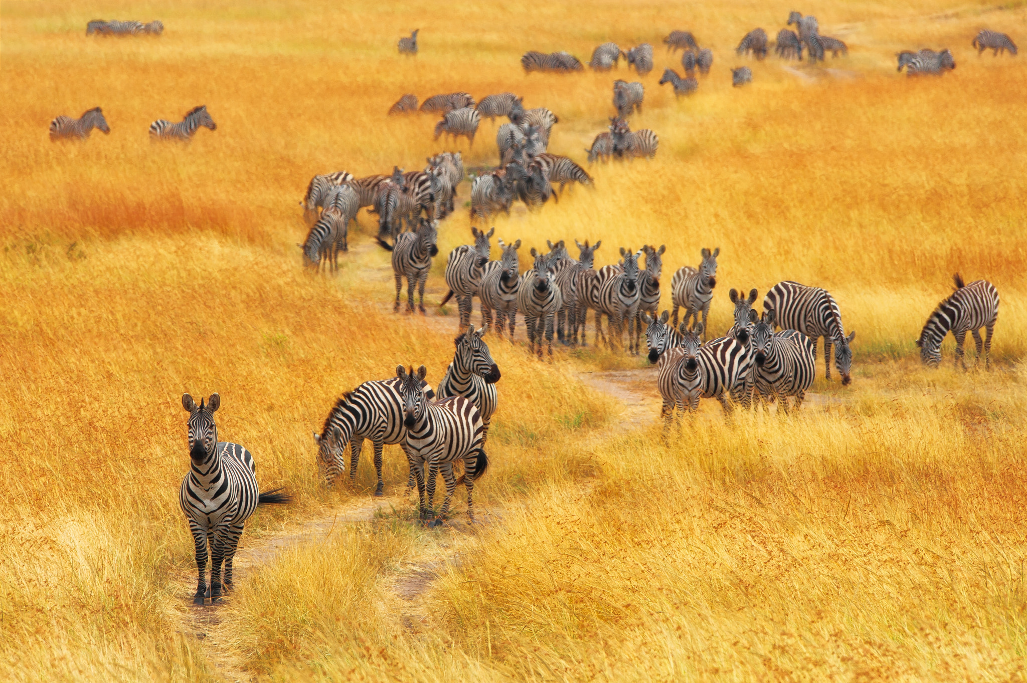 Tanzania Safari Tours