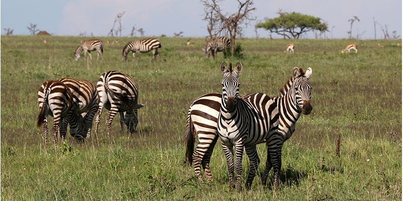 serenget national park, east Africa safari