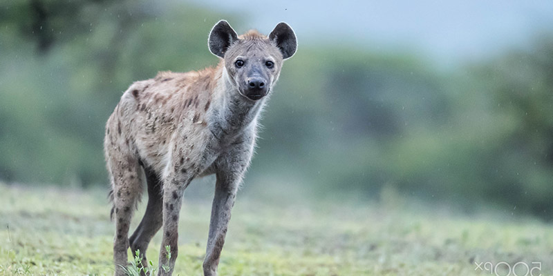 selous game reserve Tanzania wildlife safari