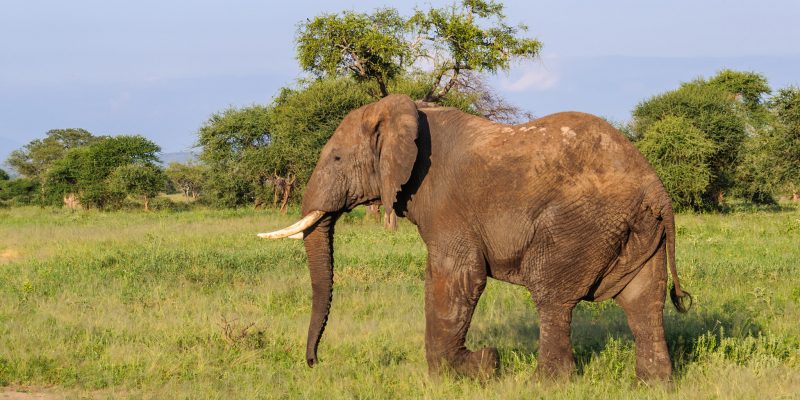 Tarangire National Park Safari