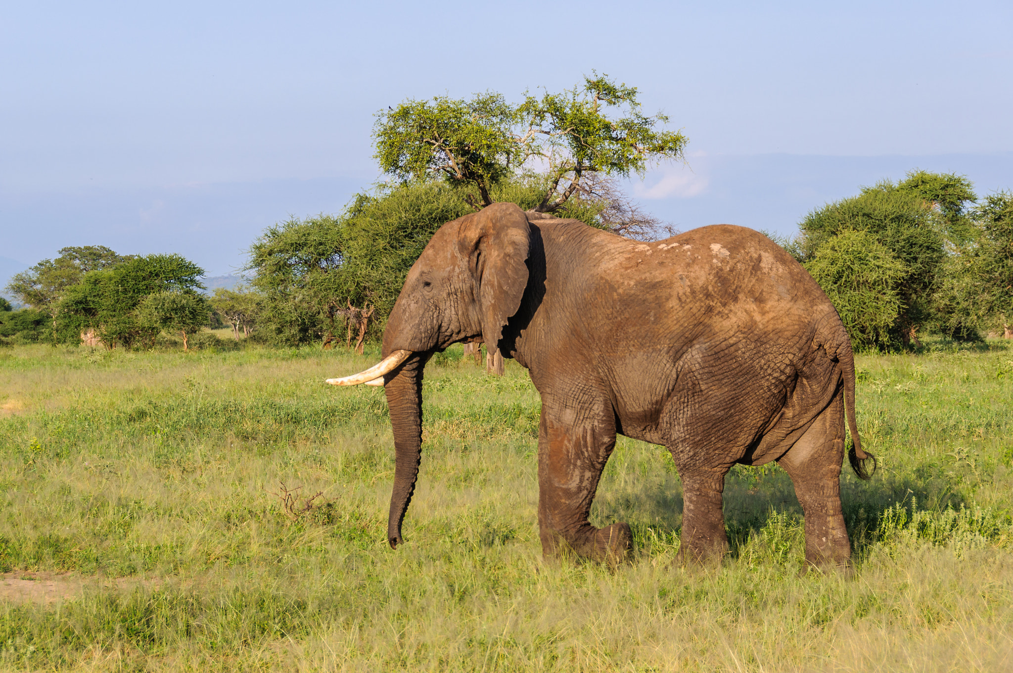 Tarangire National Park Safari