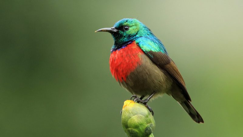 Birding Safari Uganda