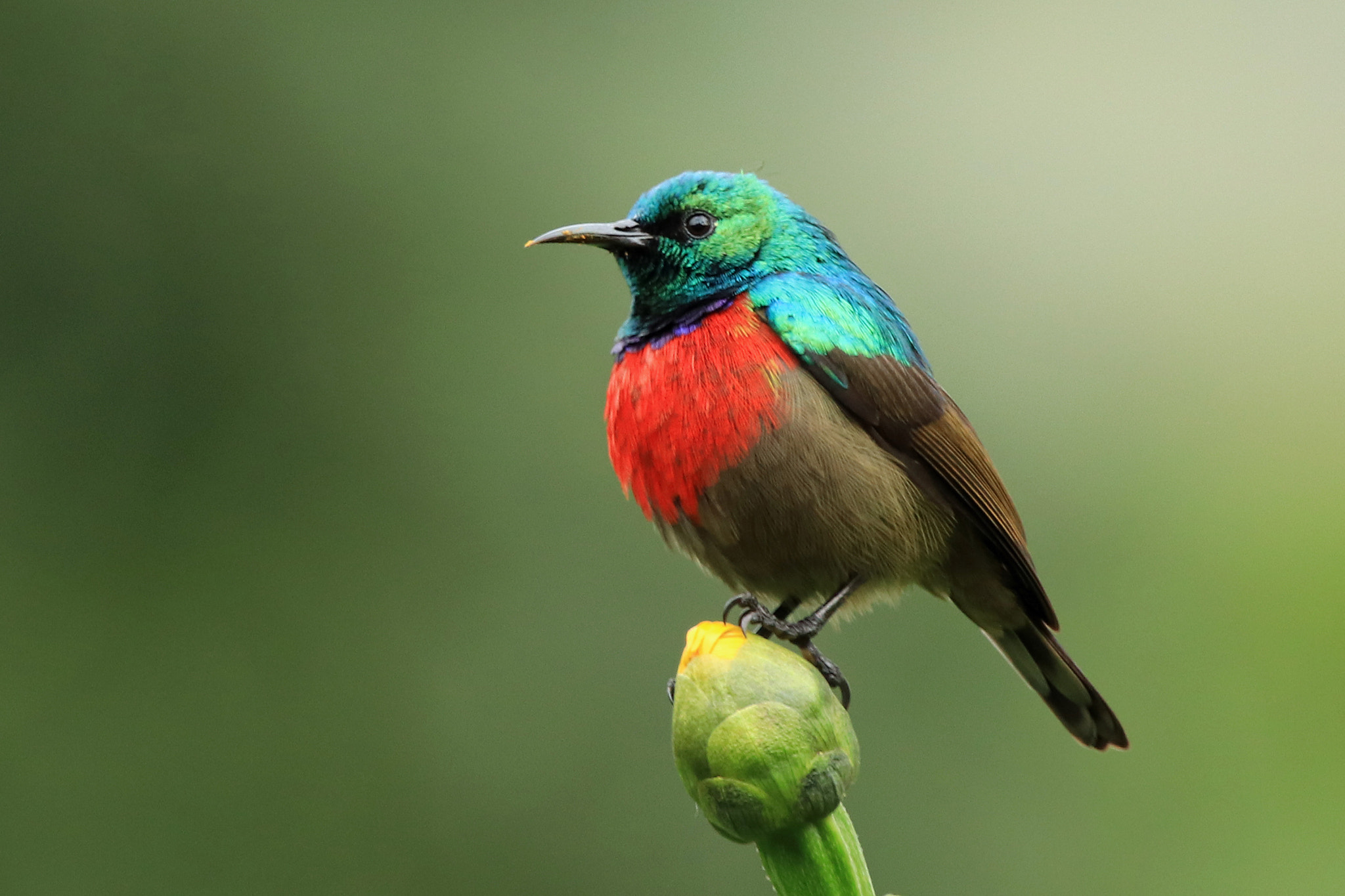 Birding Safari Uganda