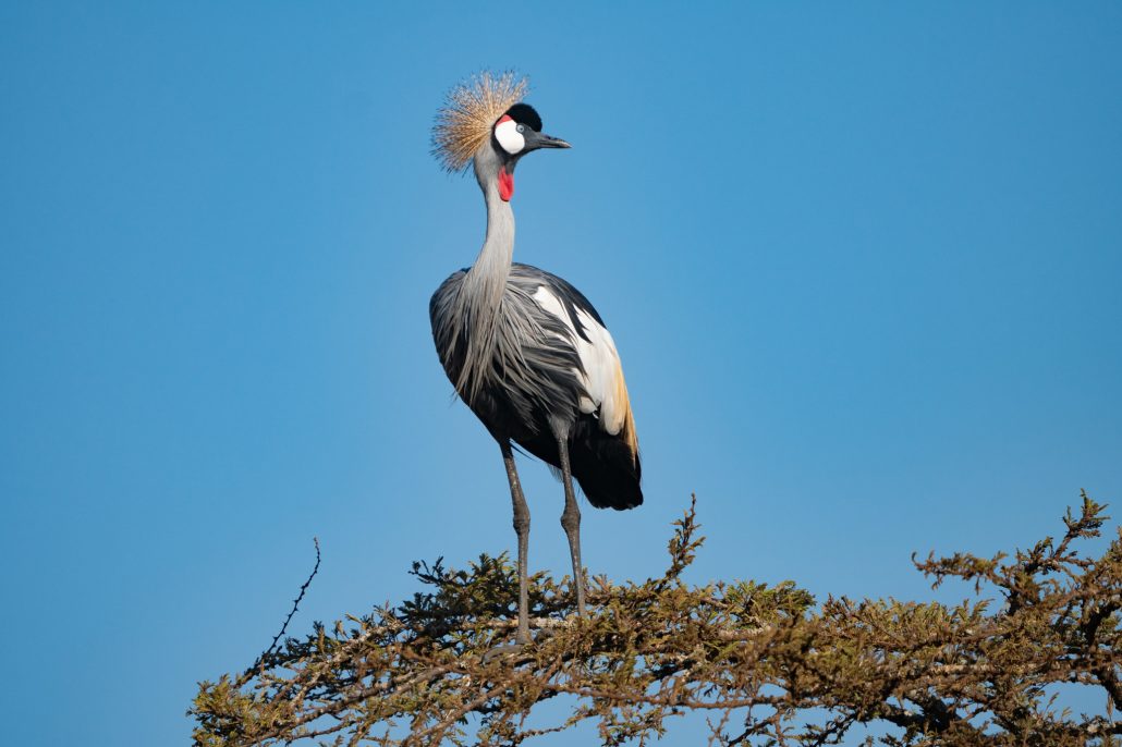 grey crowned crane