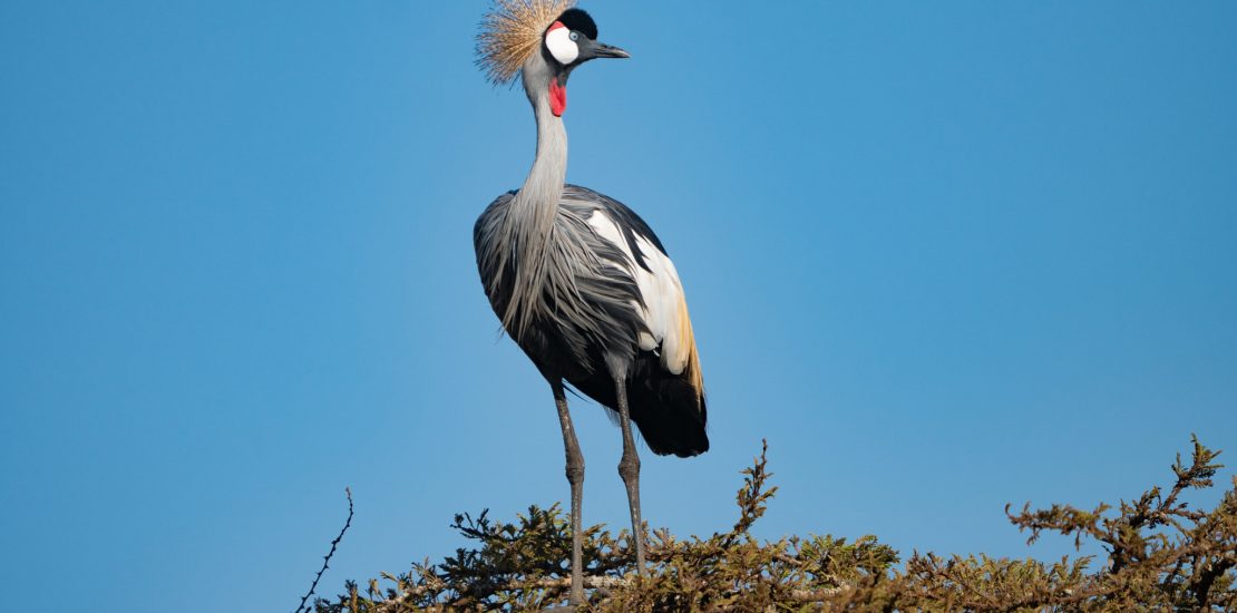 grey crowned crane