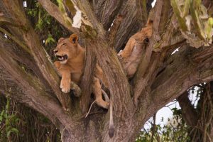 Tree climbing lions
