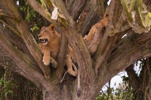 Carnivores and Predators in Uganda