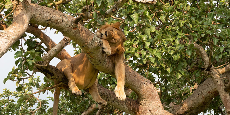 Visit Queen Elizabeth Uganda