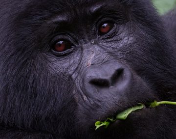 Gorilla trekking in Uganda, gorilla trekking safari in Uganda, Uganda gorilla tour, Gorilla habituation in Uganda Gorilla Safaris Uganda gorilla Safaris Uganda