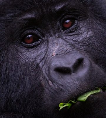Gorilla trekking in Uganda, gorilla trekking safari in Uganda, Uganda gorilla tour, Gorilla habituation in Uganda Gorilla Safaris Uganda gorilla Safaris Uganda