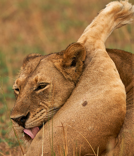 Uganda_safaris