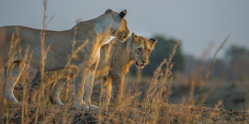 Mikumi National Park safari