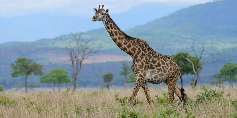 Rwanda Wildlife safaris