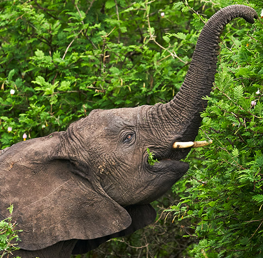uganda wildlife safaris