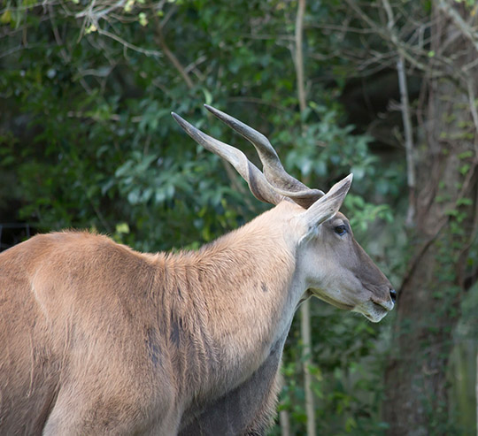 burundi Safaris