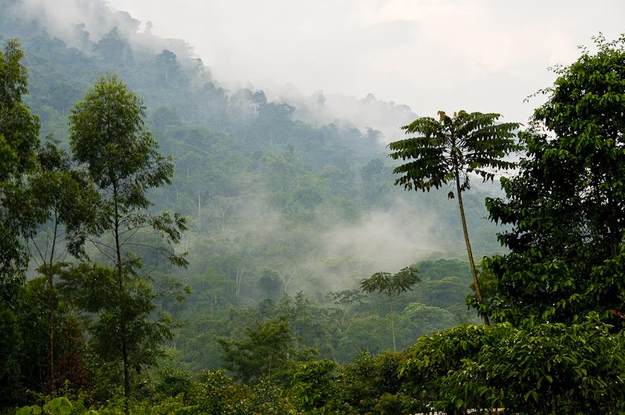 Natural forests in Uganda